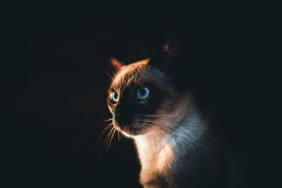 真人写真头像