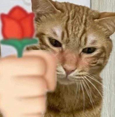 表情包头像