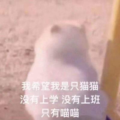 表情包头像