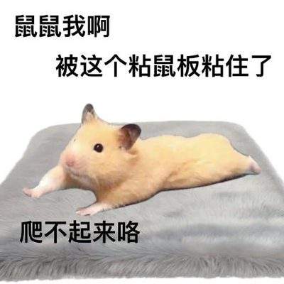 表情包头像