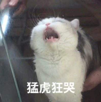 表情包头像