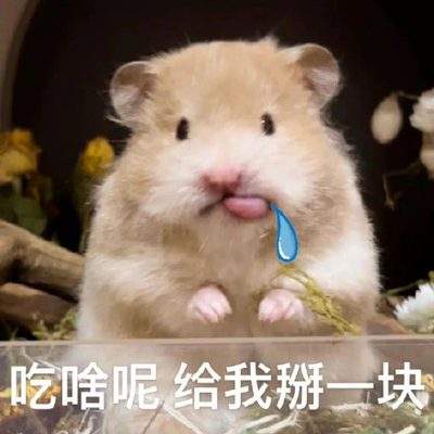 表情包头像
