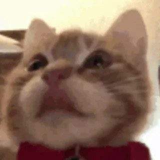 表情包头像