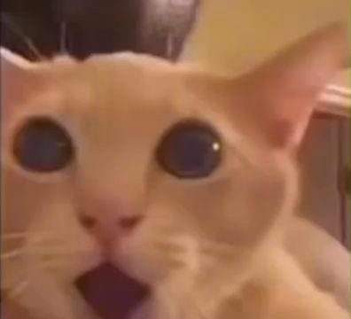 表情包头像