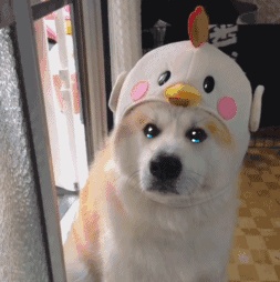 动态表情头像