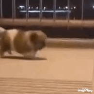 动态表情头像
