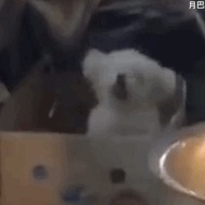 动态表情头像