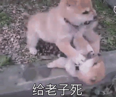 动态表情头像