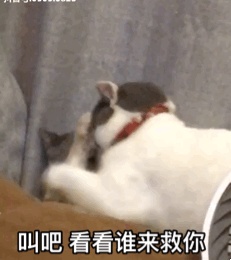 动态表情头像