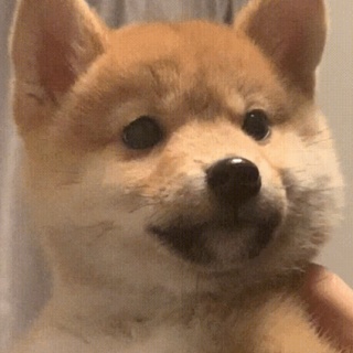 动态表情头像