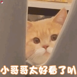 动态表情头像
