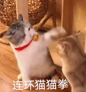动态表情头像