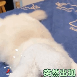 动态表情头像