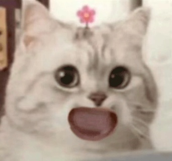 动态表情头像