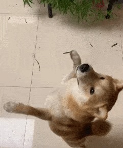 动态表情头像