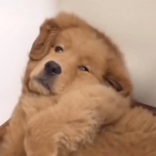 动态表情头像