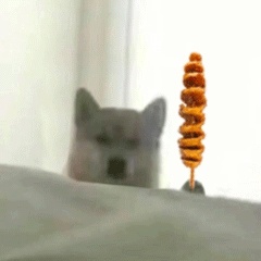 动态表情头像