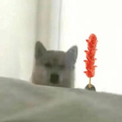 动态表情头像
