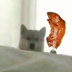 动态表情头像