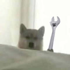动态表情头像