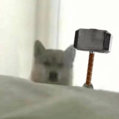 动态表情头像