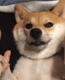 动态表情头像