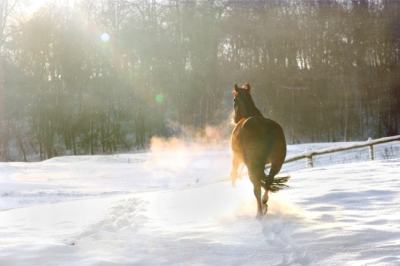 文案背景壁纸 雪地里飞奔的骏马图片