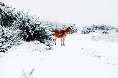 文案背景壁纸 下雪天骏马图片