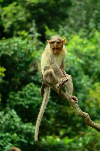 文案背景壁纸 野生濒危猕猴图片