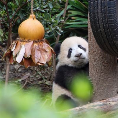 文案背景壁纸 成都野生大熊猫图片
