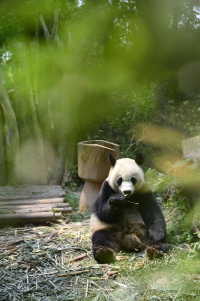 文案背景壁纸 动物园国宝大熊猫图片