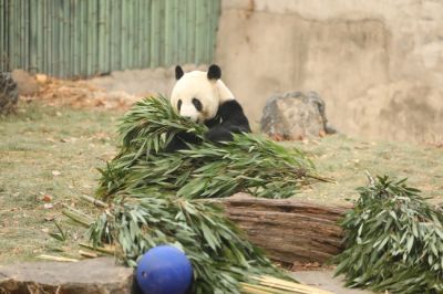文案背景壁纸 国宝大熊猫吃竹子图片