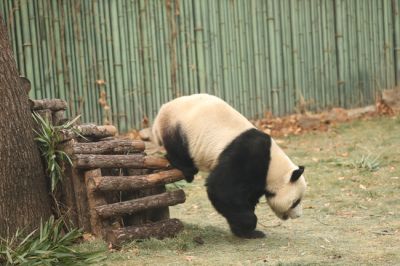 文案背景壁纸 可爱国宝大熊猫图片