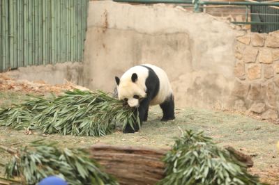 文案背景壁纸 动物园可爱大熊猫摄影图片