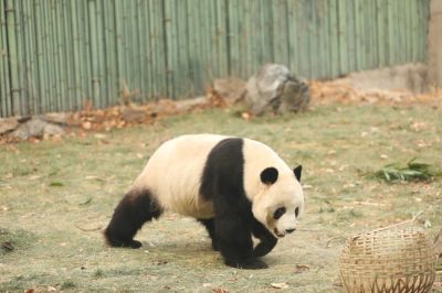 文案背景壁纸 憨态可掬大熊猫图片