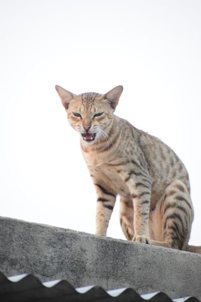 文案背景壁纸 野生猞猁猫图片