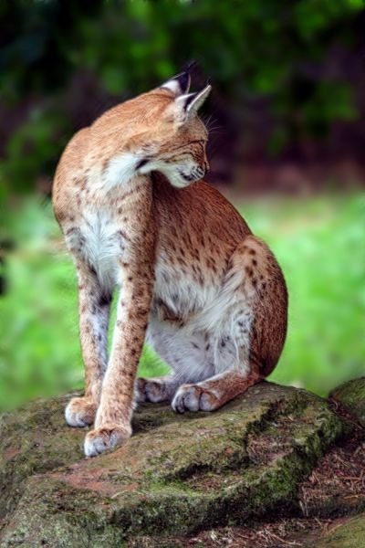 文案背景壁纸 野生猞猁猫图片