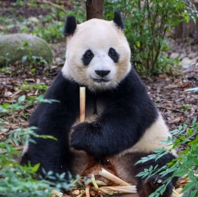 文案背景壁纸 中国成都大熊猫图片