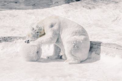 文案背景壁纸 雪地白色北极熊图片