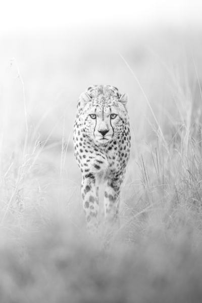 文案背景壁纸 野生猎豹黑白摄影图片
